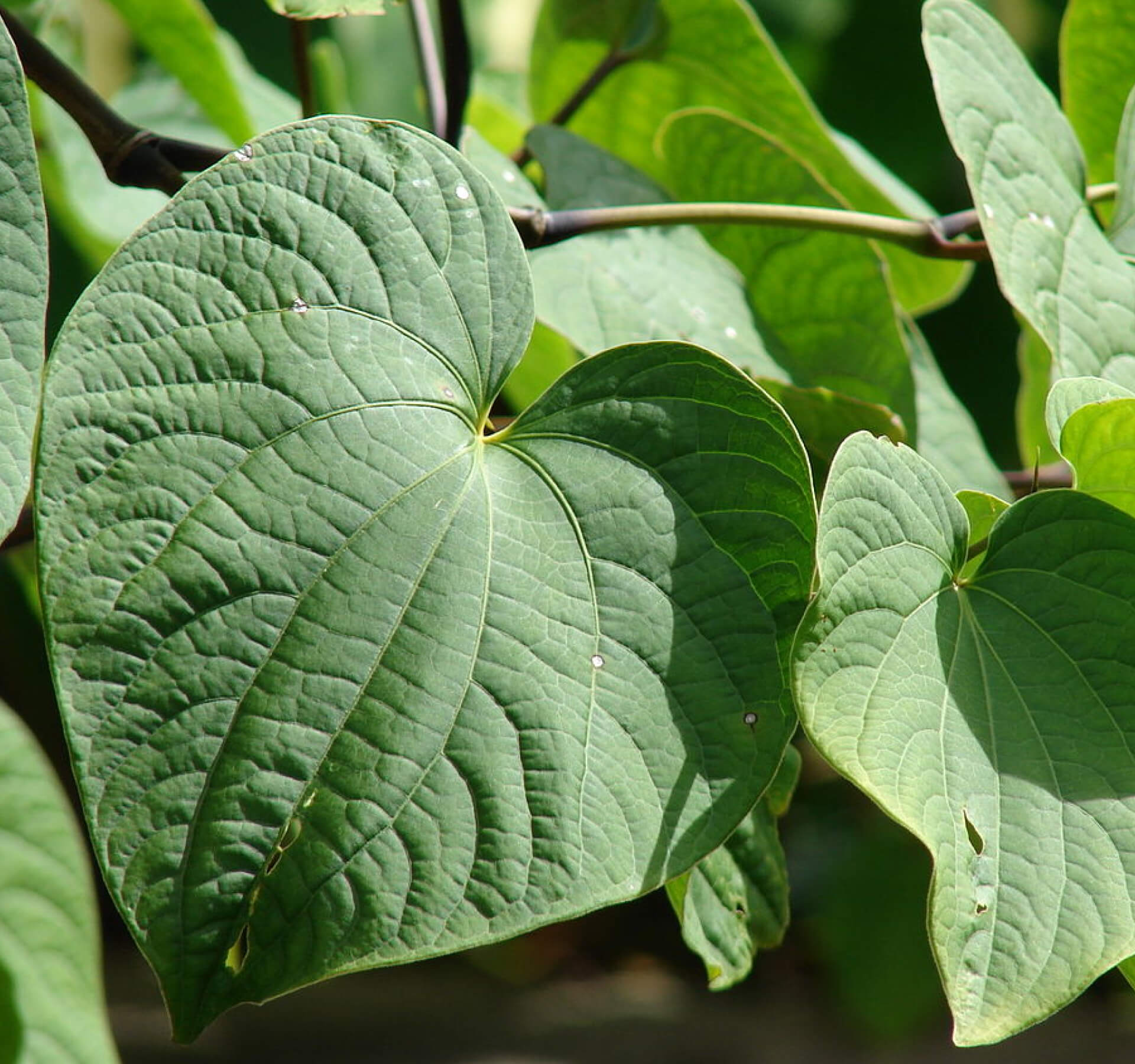 Historical, Cultural and Medicinal Purpose of Kava: Pacific perspective